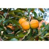 Hatay Çikolatalı Cennet Hurması(2 Kg)