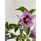 Hatmi Çiçeği Ağaç Fidanı 1 Adet Saksılı 40-60CM (Althaea Officinalis)