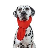 Havhav Kırmızı Renkli Köpek Atkısı S M L Beden Seçenekleri ile Yılbaşı Temalı Köpek Aksesuarı