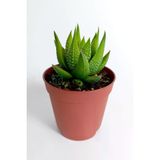 Haworthia Enon/Attenuata Beyaz Benekli Bol Yavru Veren Sukulent 5.5 Cm Kahverengi Saksıda