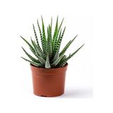 Haworthia Fasciata Yılan Derisi Zebra Sukulent Kaktüs Saksılı 003