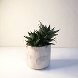Haworthia Limifolia Beyaz Seramik Saksılı
