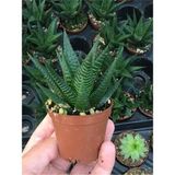 Haworthia Limifolia Sukulent 5.5cm