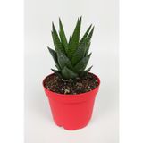 Haworthia Limifolia Sukulent 8.5 cm Kırmızı Saksıda Büyük Boy
