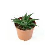 Haworthia limifolia