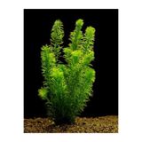 hayatist 5 Kök (DAL) 15-25 Cm Canlı Akvaryum Bitkisi Elodea Densa Canlı Bitki