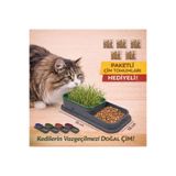 HAYHAYPETSHOP PEMBE KEDİ ÇİM TOHUMLARI HEDİYELİ ,1 ADET HİDROPONİK TOPRAKSIZ DOĞAL KEDİ ÇİM YETİŞTİRME KABI
