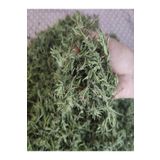 hayriye ana yöresel ürünler Kuru Dağ Kekiği 100 Gr.(DOĞAL HASAT,TAZE)