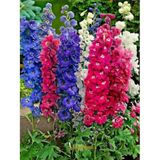 Hazeran Çiçek Tohumu- DELPHINIUM MIX (~ Takribi 30 Tohum)