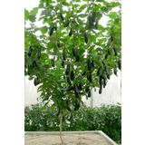 HB BOTANIC İthal Çin Patlıcan Ağacı Tohumu / 5+ Adet Tohum + Saksı + Toprak - Çimlendirme Seti