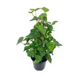 Hedera Canariensis - Kanarya Adası Sarmaşığı - Kaya Sarmaşığı