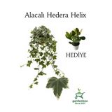 Hedera Helix Ağaç Duvar Sarmaşığı 1 Adet Saksılı 30-50Cm +Yeşim Para Çiçeği