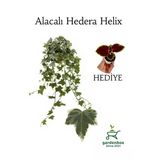 Hedera Helix Ağaç Duvar Sarmaşığı 1 ADET Saksılı 30-50Cm+Yaprak Güzeli Çiçeği