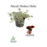 Hedera Helix Duvar Ağaç Sarmaşığı 1 Adet Saksılı 20-40Cm Yaprak Güzeli Hediye