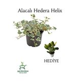 Hedera Helix Duvar Ağaç Sarmaşığı 1 ADET Saksılı 20-40cm+Para Yeşim Çiçeği