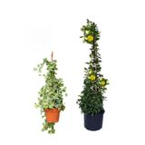 Hedera Helix Duvar Sarmaşığı+Sarı Yasemin Çiçeği Fidanı 2'li Bahçe Seti, BTS0001NA2017