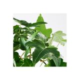 Hedera Helix - Orman Sarmaşığı Askılı Saksıda