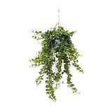 Hedera Helix Sarmaşığı Askılı Saksı Iç Mekan Salon Sarmaşığı