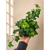 Hedera Helix Yeşil Yapraklı Sarmaşık Fidanı 10-20 cm | Tırmanıcı Bitki, İç Mekan Uyumlu, Canlı Fidan, Doğal Yeşil Yaprak, Saksıda Hazır