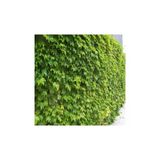 Hedere Petram Green Kaya Sarmaşığı Fidanı 10-20 Cm