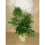 Hediye Paketli Dağ Palmiyesi - Chamaedorea Elegans +Hediye Kart Notu