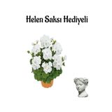 Hediyelik Açık Beyaz Saradunya Çiçeği Sevgililer Gününe Özel Helen Saksı Hediyeli