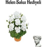 Hediyelik Açık Beyaz Sardunya Çiçeği Sevgililer Gününe Özel Helen Saksı Hediyeli