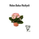 Hediyelik Açık Pembe Kalanşo(Kalanchoe) Çiçeği Öğretmenler Gününe Özel Helen Saksı Hediyeli