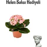 Hediyelik Açık Pembe Kalanşo(Kalanchoe) Çiçeği Sevgililer Gününe Özel Helen Saksı Hediyeli