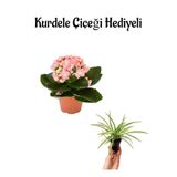 Hediyelik Açık Pembe Renk Kalanşo(Kalanchoe) Çiçeği Öğretmenler Gününe Özel Kurdele Çiçeği Hediyeli, BTS001NA2234