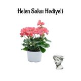 Hediyelik Açık Pembe Saradunya Çiçeği Sevgililer Gününe Özel Helen Saksı Hediyeli