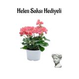 Hediyelik Açık Pembe Sardunya Çiçeği Sevgililer Gününe Özel Helen Saksı Hediyeli