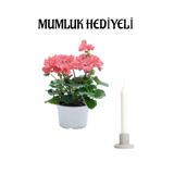 Hediyelik Açık Pembe Sardunya Çiçeği Sevgililer Gününe Özel Mumluk Hediyeli