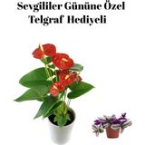 Hediyelik Antaoryum Çiçeği Sevgililer Gününe Özel Telgraf Hediyeli