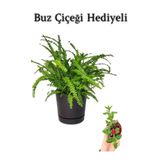 Hediyelik Aşk Merdiveni Çiçeği Sevgililer Gününe Özel Buz Çiçeği Hediyeli, SRD30012025BYB731