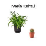 Hediyelik Aşk Merdiveni Çiçeği Sevgililer Gününe Özel Kaktüs Hediyeli, BTS001NA2942