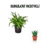 Hediyelik Aşk Merdiveni Çiçeği Sevgililer Gününe Özel Sukulent Hediyeli, BTS001NA2842