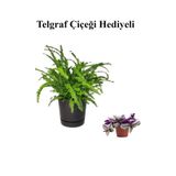 Hediyelik Aşk Merdiveni Çiçeği Sevgililer Gününe Özel Telgraf Hediyeli, SRD30012025BYB748