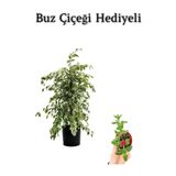 Hediyelik Beyaz Alacalı Benjamin Bitkisi Sevgililer Gününe Özel Buz Çiçeği Hediyeli