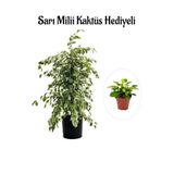 Hediyelik Beyaz Alacalı Benjamin Bitkisi Sevgililer Gününe Özel Sarı Milli Kaktüs Hediyeli, BTS001NA0145