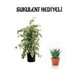 Hediyelik Beyaz Alacalı Benjamin Bitkisi Sevgililer Gününe Özel Sukulent Hediyeli, SRD30012025BYB435