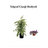 Hediyelik Beyaz Alacalı Benjamin Bitkisi Sevgililer Gününe Özel Telgraf Hediyeli