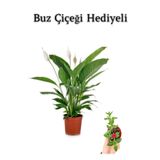 Hediyelik Beyaz Barış Çiçeği Sevgililer Gününe Özel Buz Çiçeği Hediyeli, BTS001NU080238