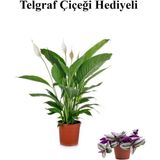 Hediyelik Beyaz Barış Çiçeği Sevgililer Gününe Özel Telgraf Hediyeli