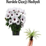 Hediyelik Beyaz Bodrum Papatyası Sevgililer Gününe Özel Kurdele Çiçeği Hediyeli