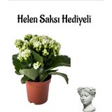 Hediyelik Beyaz Renk Kalanşo(Kalanchoe) Çiçeği Sevgililer Gününe Özel Helen Saksı Hediyeli