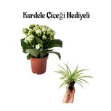 Hediyelik Beyaz Renk Kalanşo(Kalanchoe) Çiçeği Sevgililer Gününe Özel Kurdele Çiçeği Hediyeli