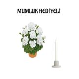 Hediyelik Beyaz Renk Sardunya Çiçeği Sevgililer Gününe Özel Mumluk Hediyeli