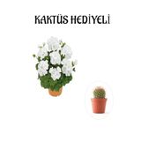 Hediyelik Beyaz Sardunya Çiçeği Sevgililer Gününe Özel Kaktüs Hediyeli, BTS001NA2955
