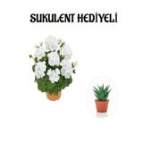 Hediyelik Beyaz Sardunya Çiçeği Sevgililer Gününe Özel Sukulent Hediyeli